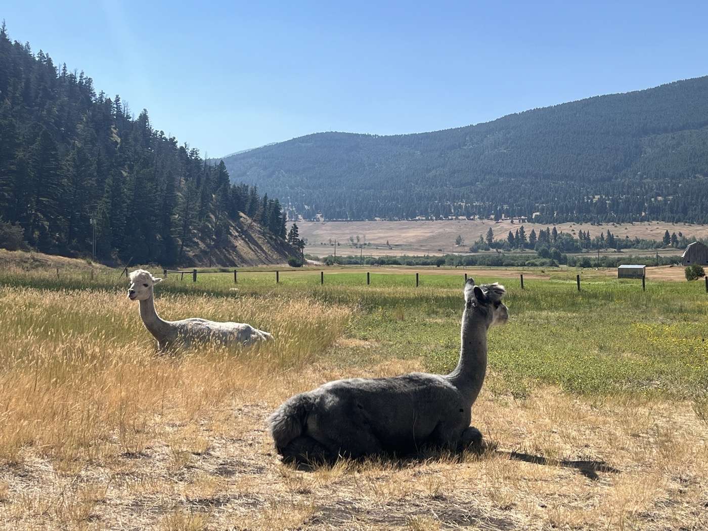 Ferme des Alpaca