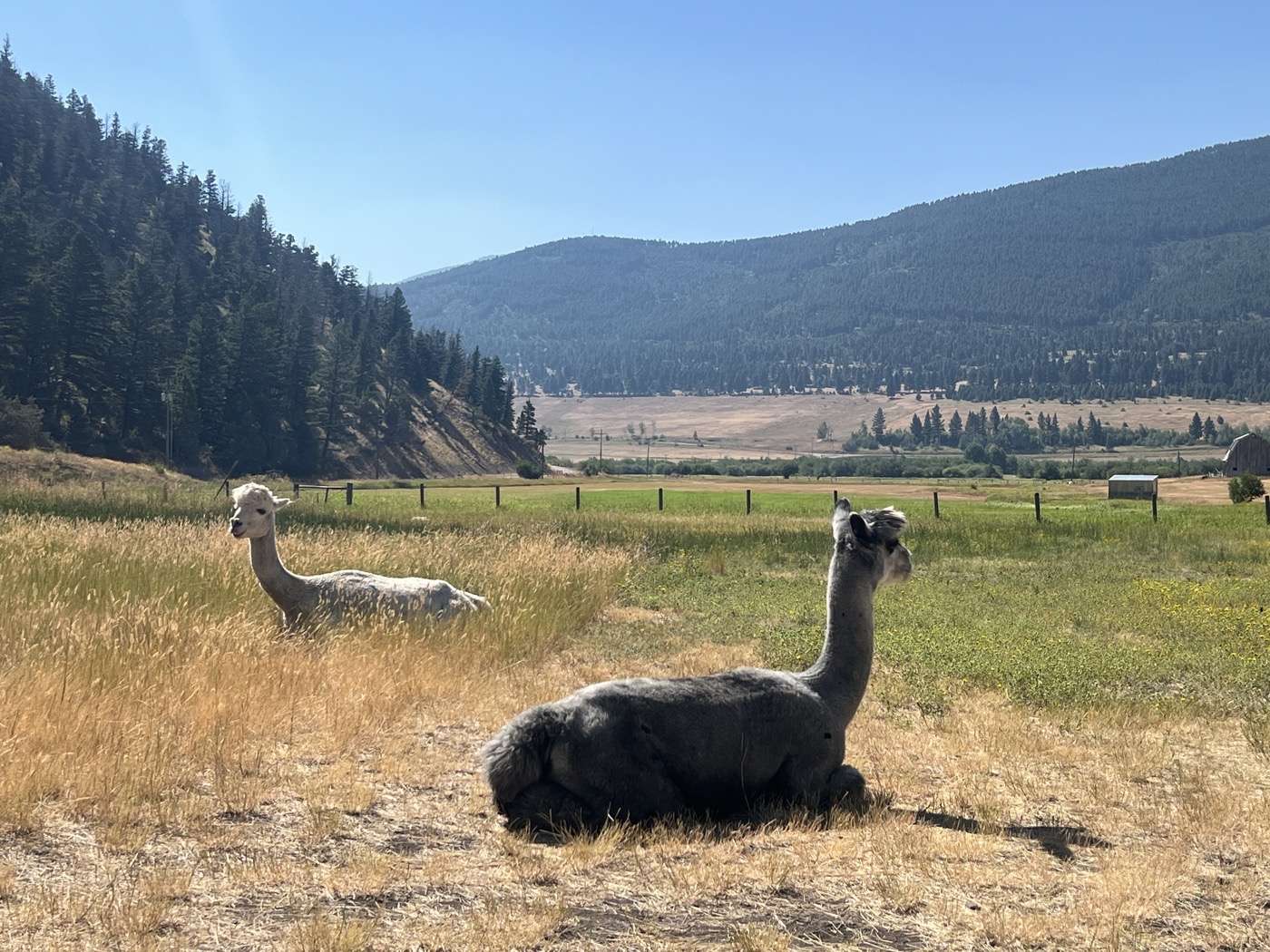 Alpaca Farm
